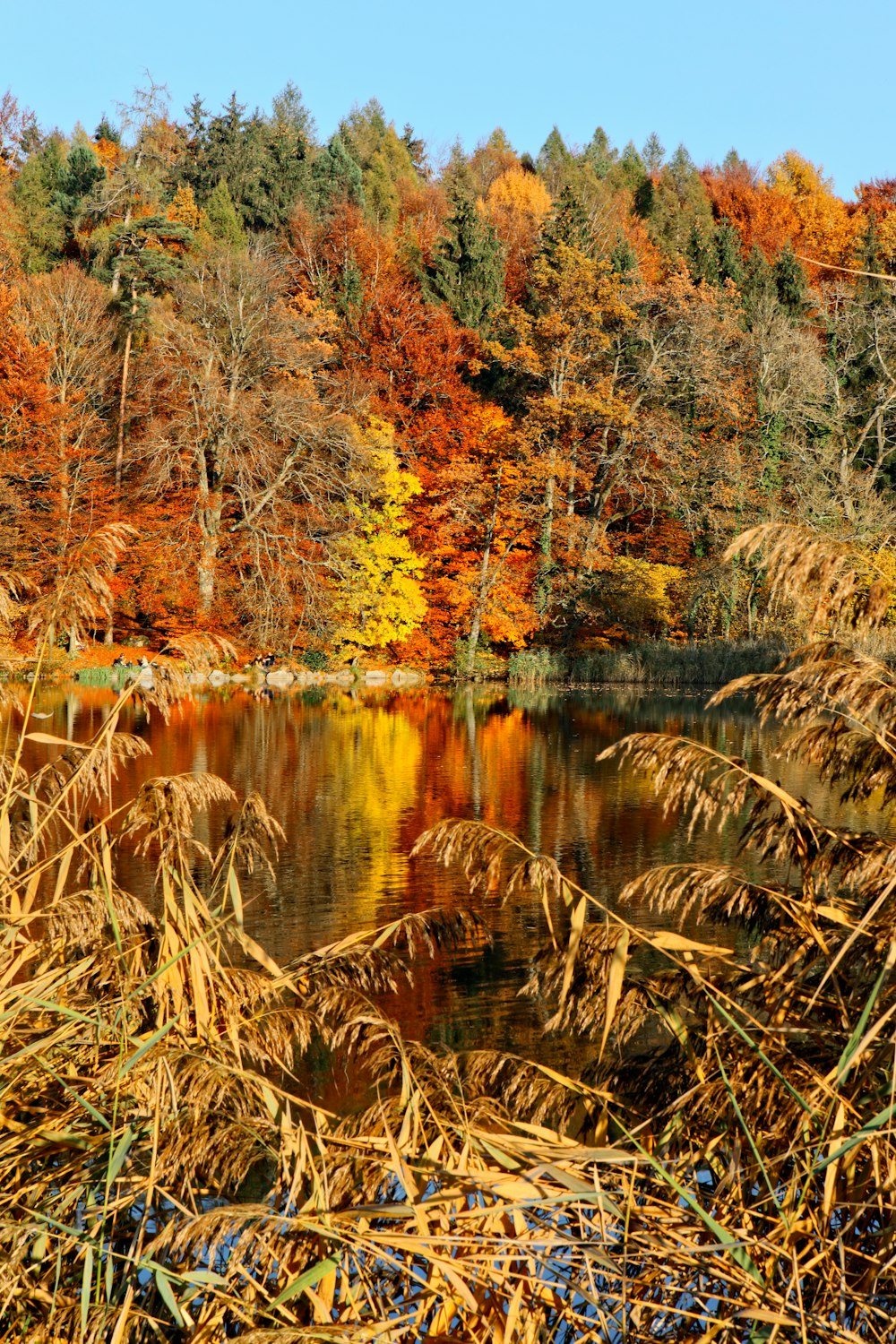 a body of water surrounded by lots of trees