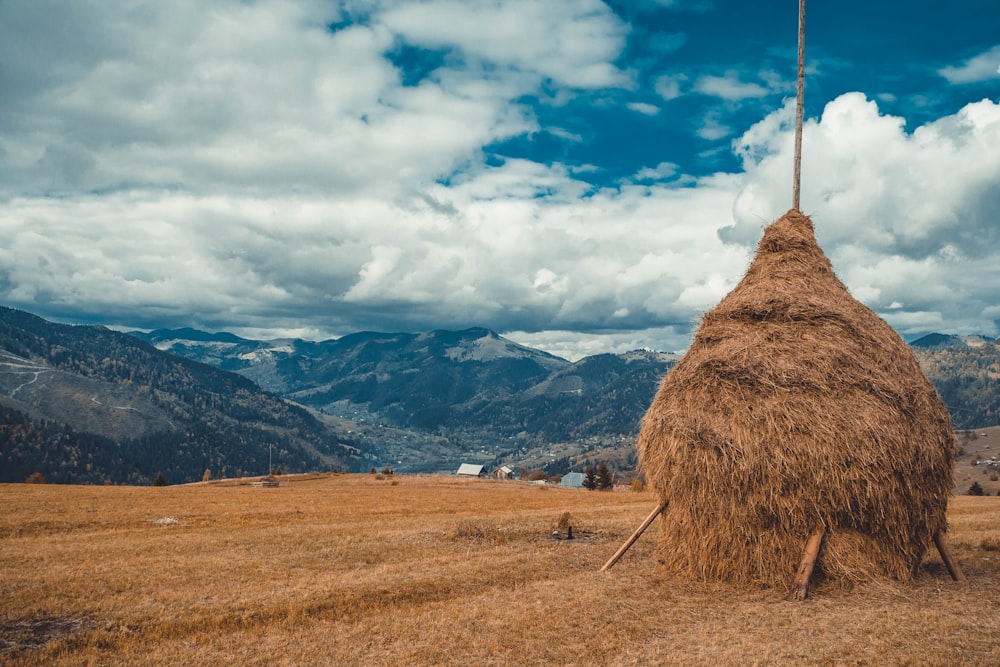 brown grass field photography