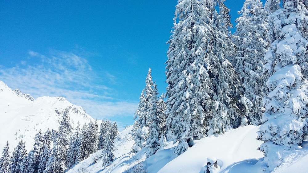 photography of snowed forest