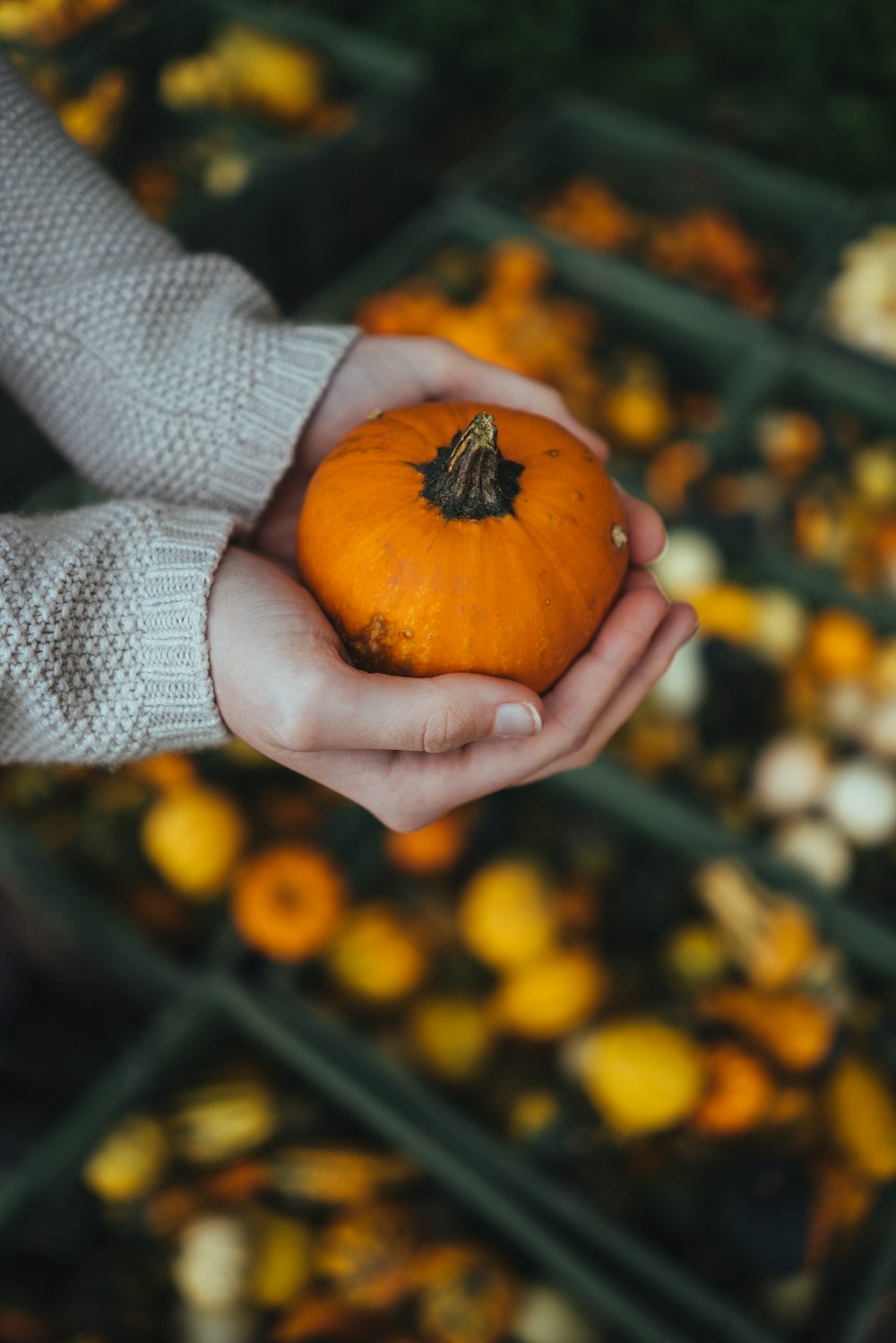 person holding orange pumpkin