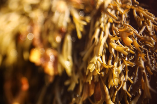A close-up view of a cluster of seaweed, showing intricate and tangled strips of various shades of brown and yellow. The lighting creates a warm and slightly blurred effect, with some circular highlights throughout the image.