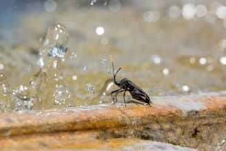 A black insect with orange antennae stands on a rough, rock-like surface next to splashing water droplets. The background is blurred with bokeh, emphasizing the motion and dynamic nature of the water.