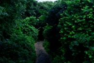 Walking trails surrounded by lush greenery.