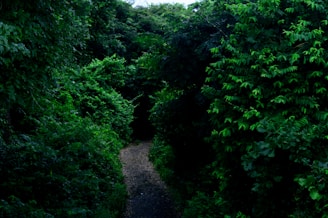 Walking trails surrounded by lush greenery.