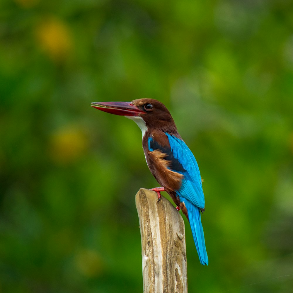 Foto de foco seletivo do pescador-real-de-bico-cegonha empoleirado em suporte de madeira marrom