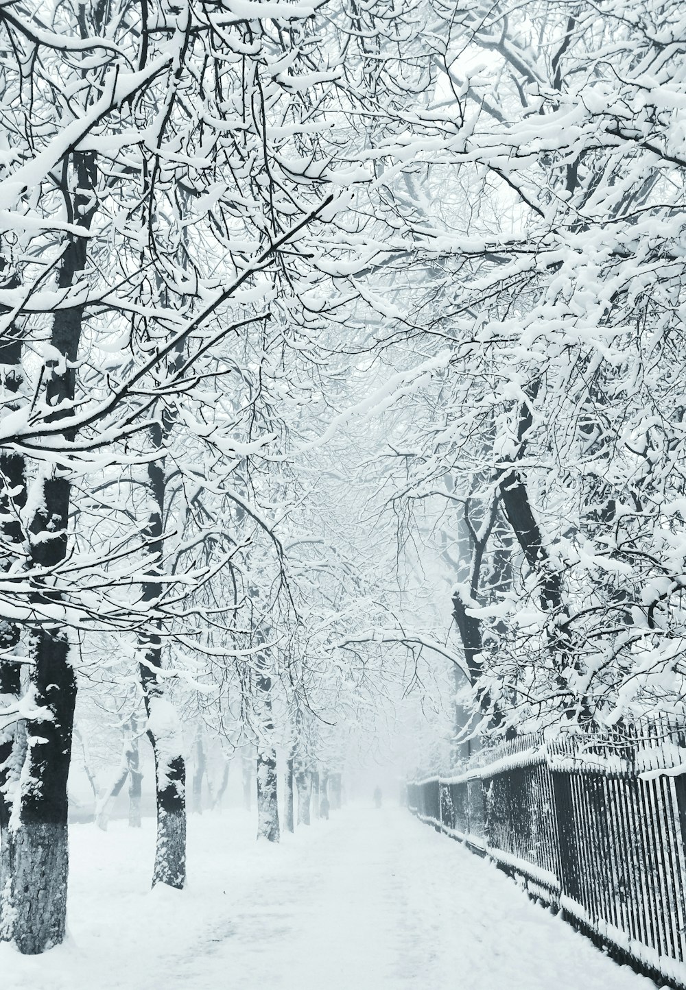 bare trees during winter