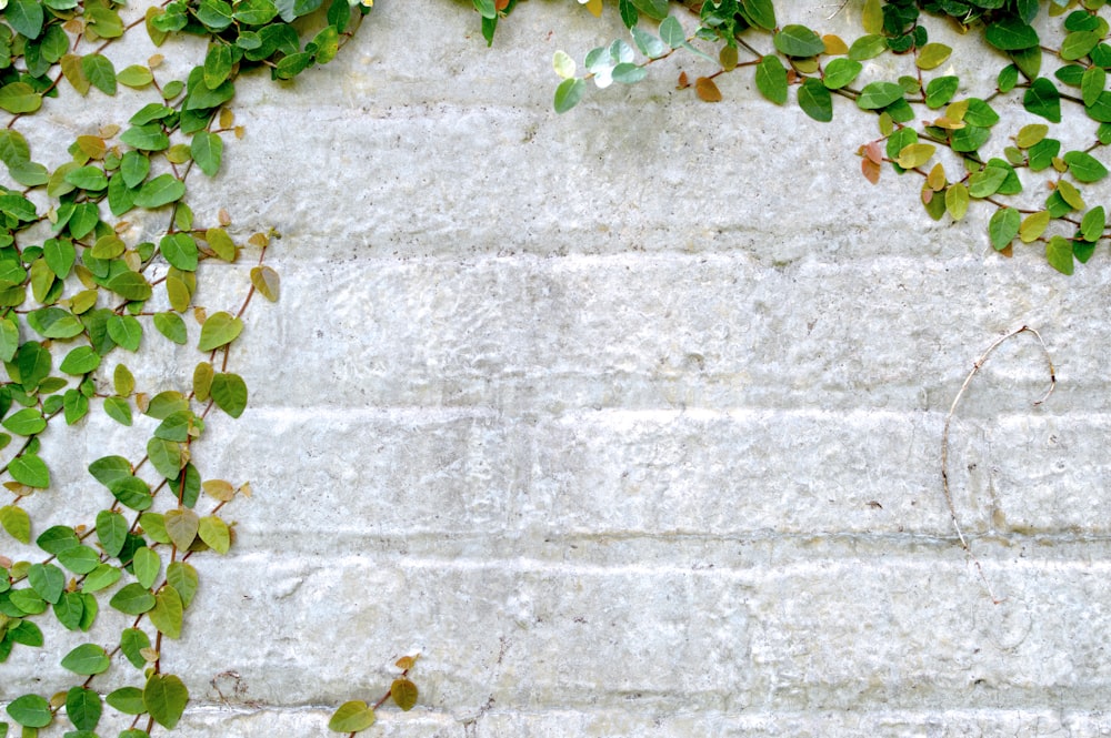 mur gris avec plante de vigne