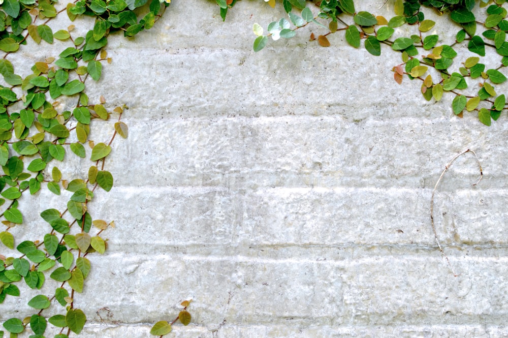 Pared gris con planta de vid