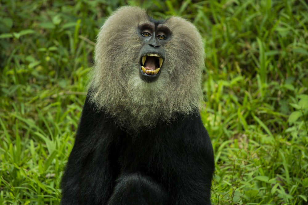 macaco cinza e preto mostrando a boca