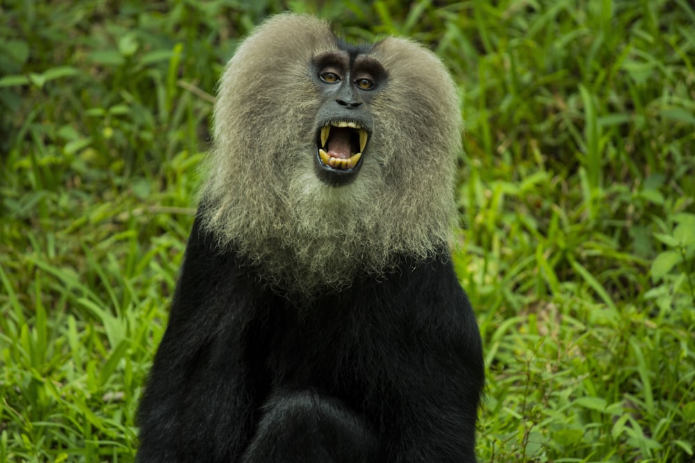 gray and black monkey showing mouth