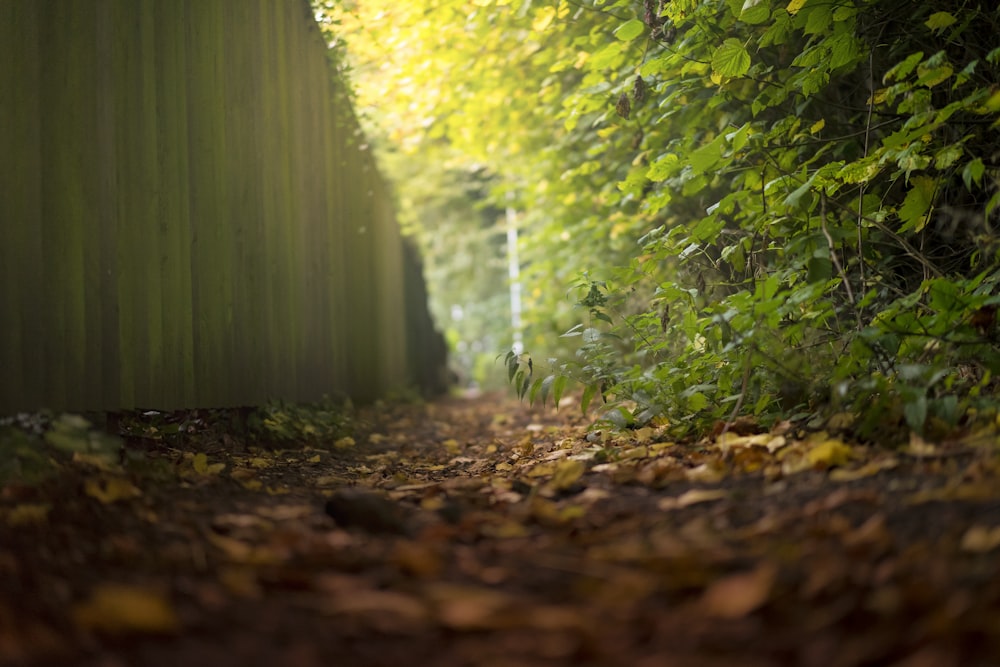 selective focus photography of brown leaf