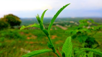 A close-up of a lush green landscape being treated with an eco-friendly herbicide technology.