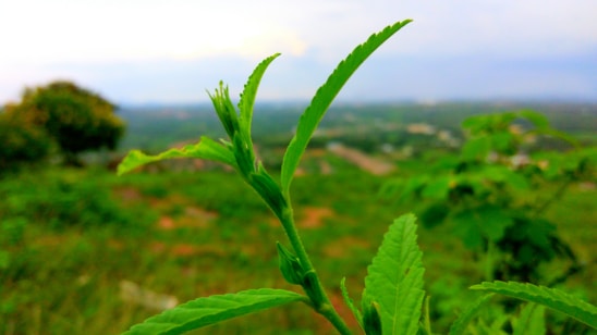 A close-up of a lush green landscape being treated with an eco-friendly herbicide technology.
