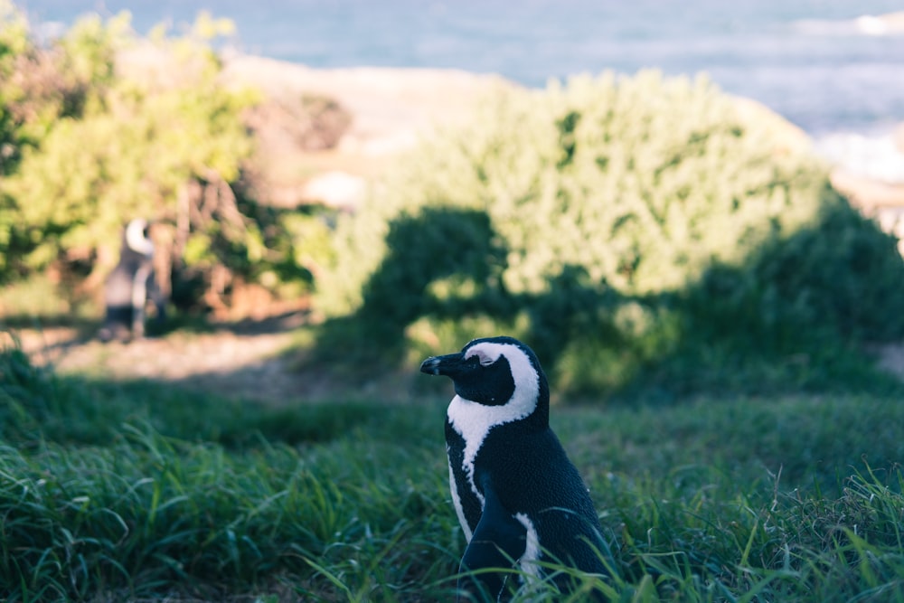 gray and black penguin on green grass