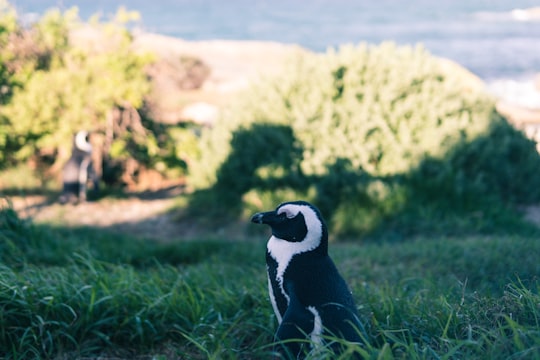 gray and black penguin on green grass in Boulders Beach South Africa