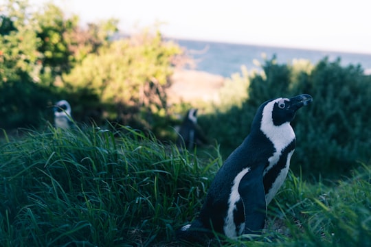 shallow focus photography of penguin in Boulders Beach South Africa