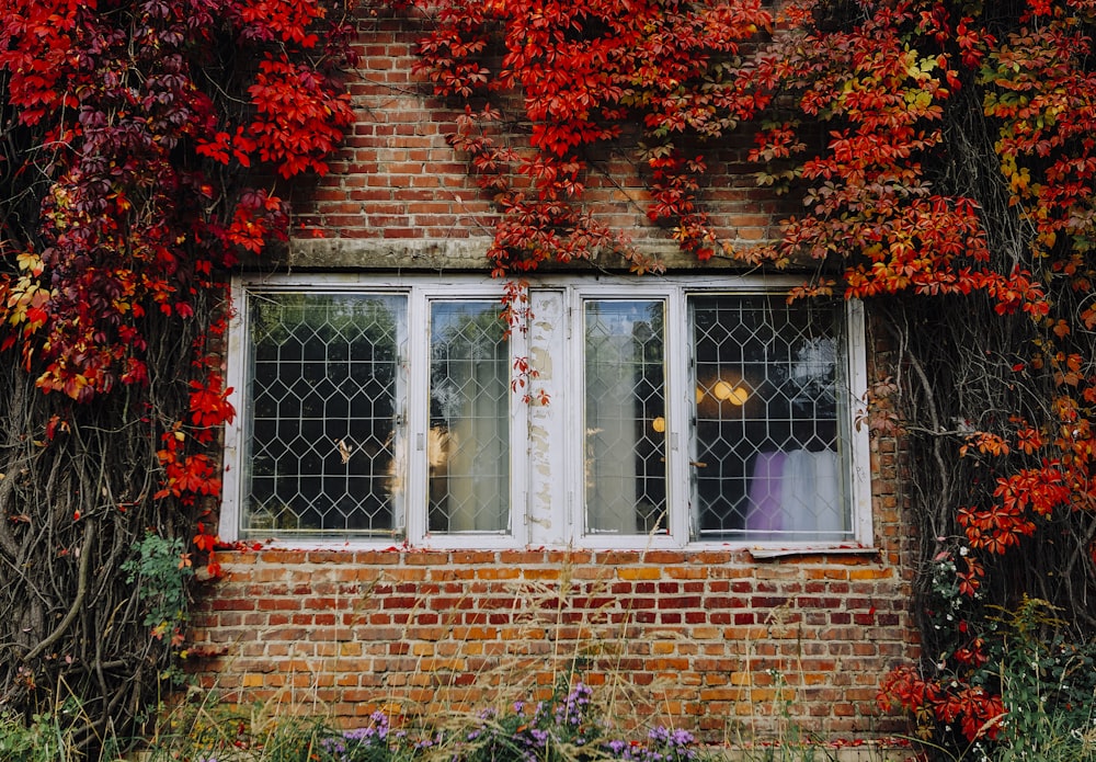 brown and white building with red vine flowers