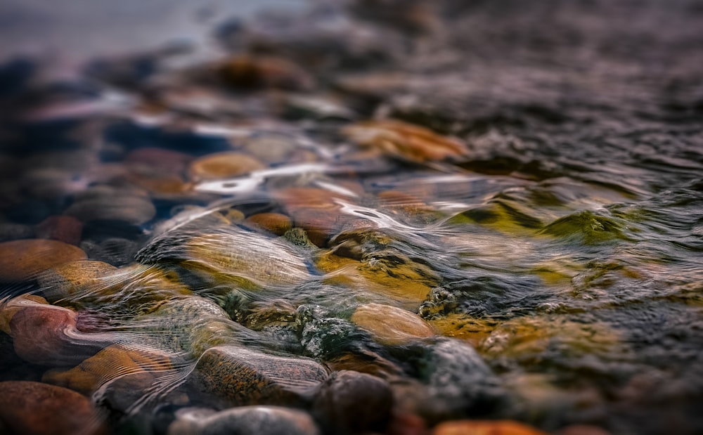 macro photography of water and stones