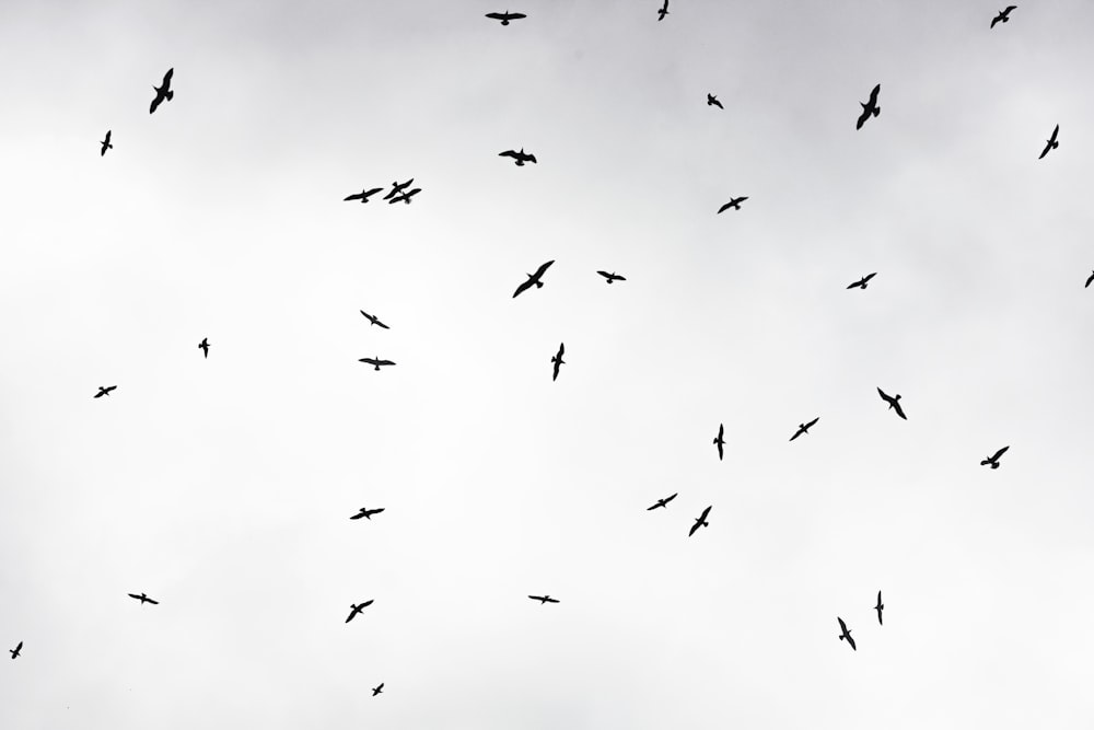 Ein Vogelschwarm, der durch einen bewölkten Himmel fliegt