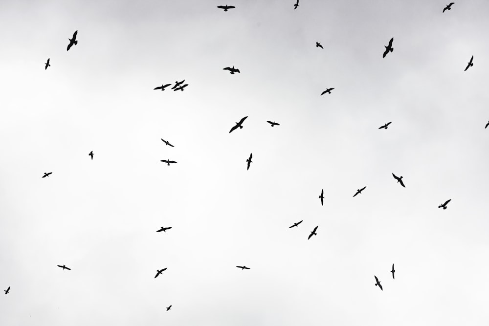 um bando de pássaros voando através de um céu nublado