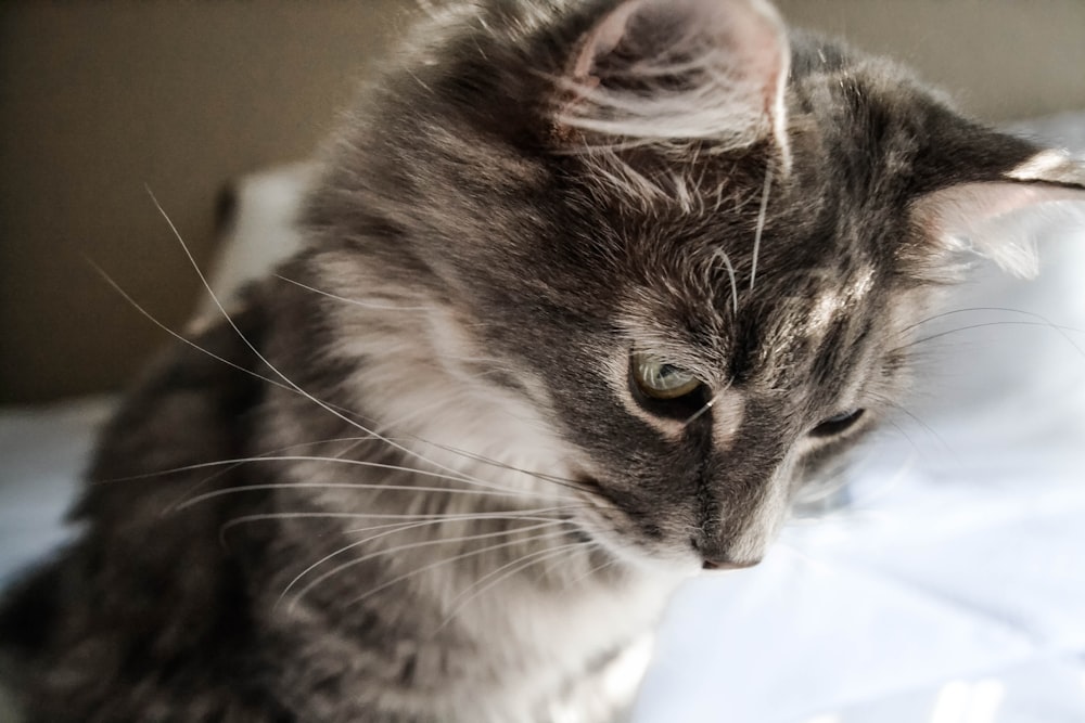 close-up photography of gray and black cat looking down