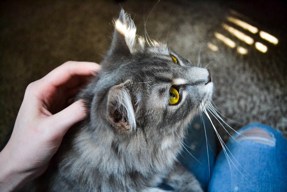 person holding gray cat