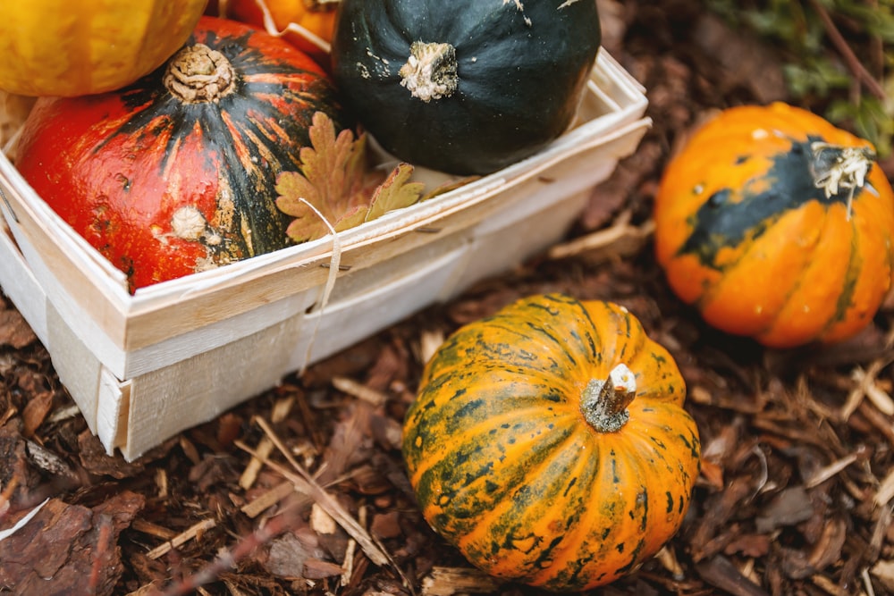 Fotografia a fuoco selettiva di zucca gialla e verde