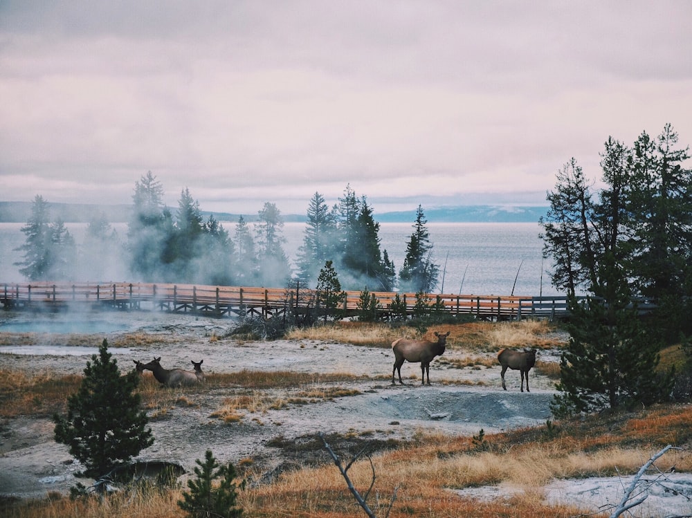 photo of two brown animals near black fence