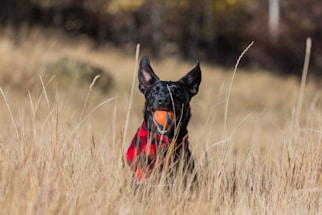 A black dog with large ears stands in tall, golden grass while wearing a red and black plaid coat. It holds an orange ball in its mouth, appearing alert and playful.