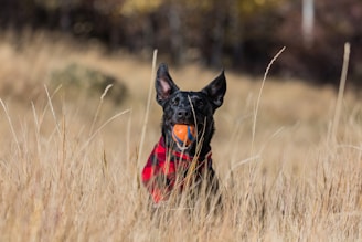 A black dog with large ears stands in tall, golden grass while wearing a red and black plaid coat. It holds an orange ball in its mouth, appearing alert and playful.