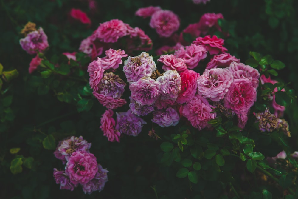 red and pink flowers