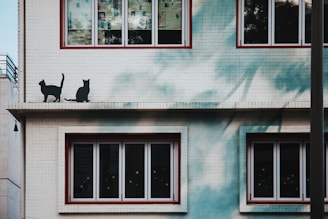A building exterior with two painted silhouettes of cats sitting on a ledge above a set of large windows. The wall is tiled in white with slight blue shading, and there are reflections in the glass panes.