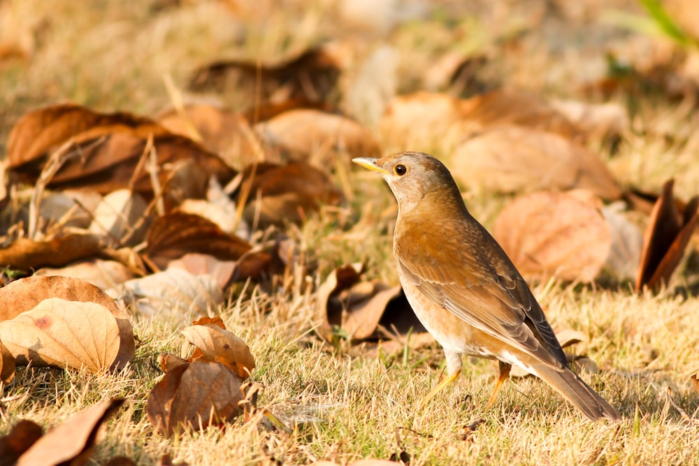 Nahaufnahme des braunen Vogels auf dem Boden in der Nähe von gefallenen Blättern am Tag