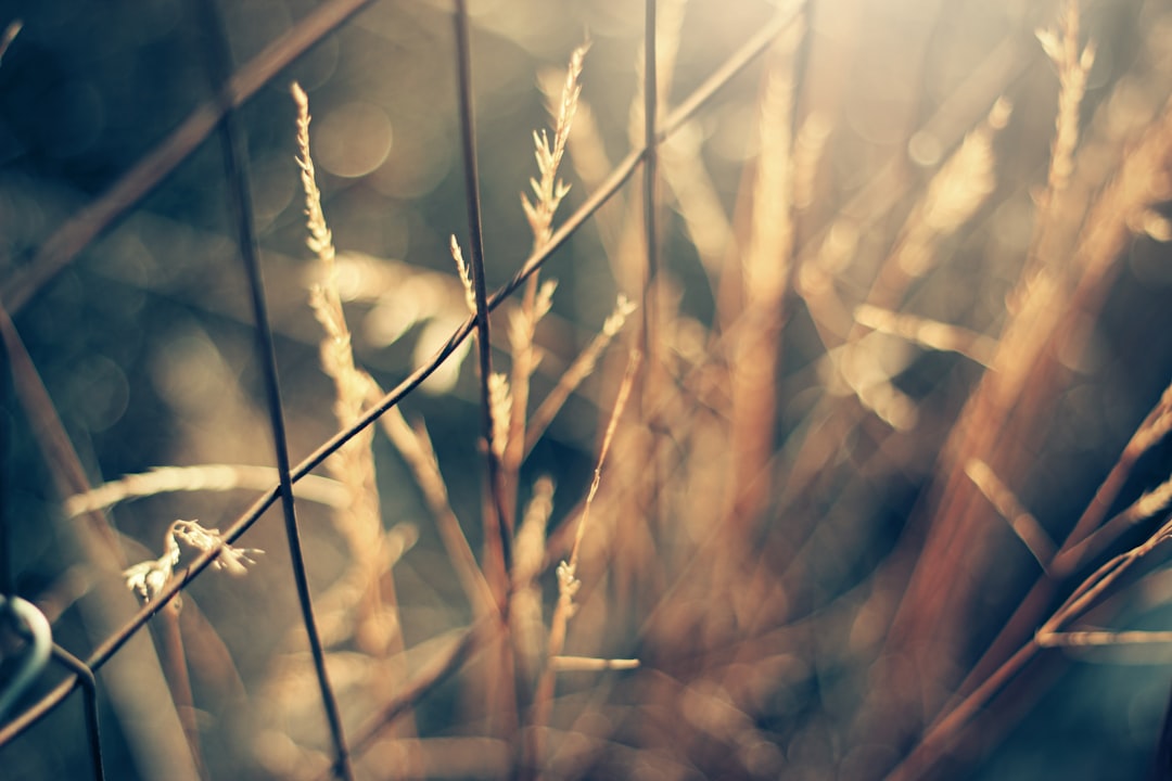 selective-focus photography of brown chain link surrounded by grasses