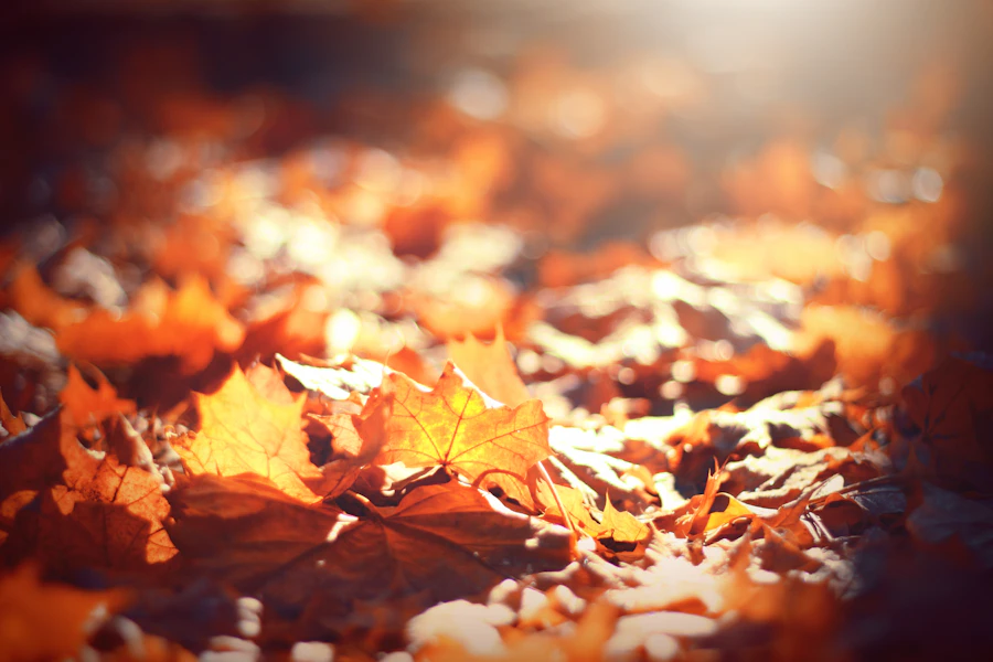 Maple leaves