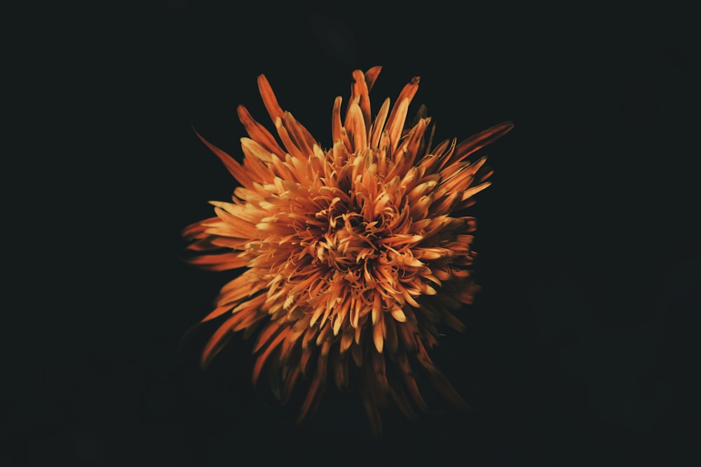 주황색 꽃잎이 달린 꽃의 선택적 초점 사진