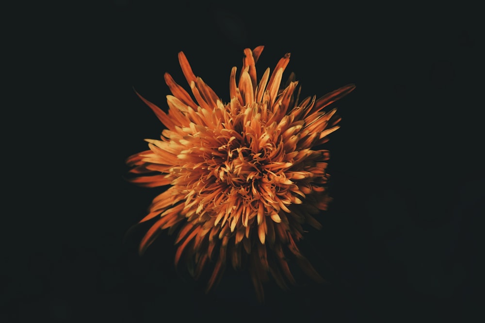 selective focus photography of orange petaled flower