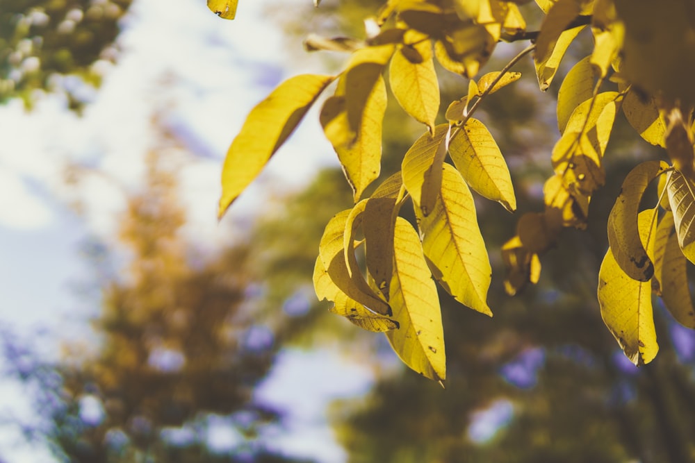 withered leaves in shallow photography