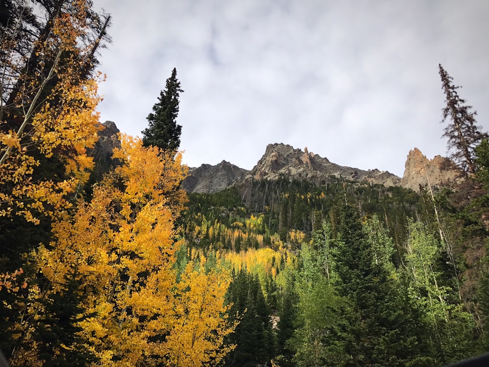 Forêt verte près de la montagne