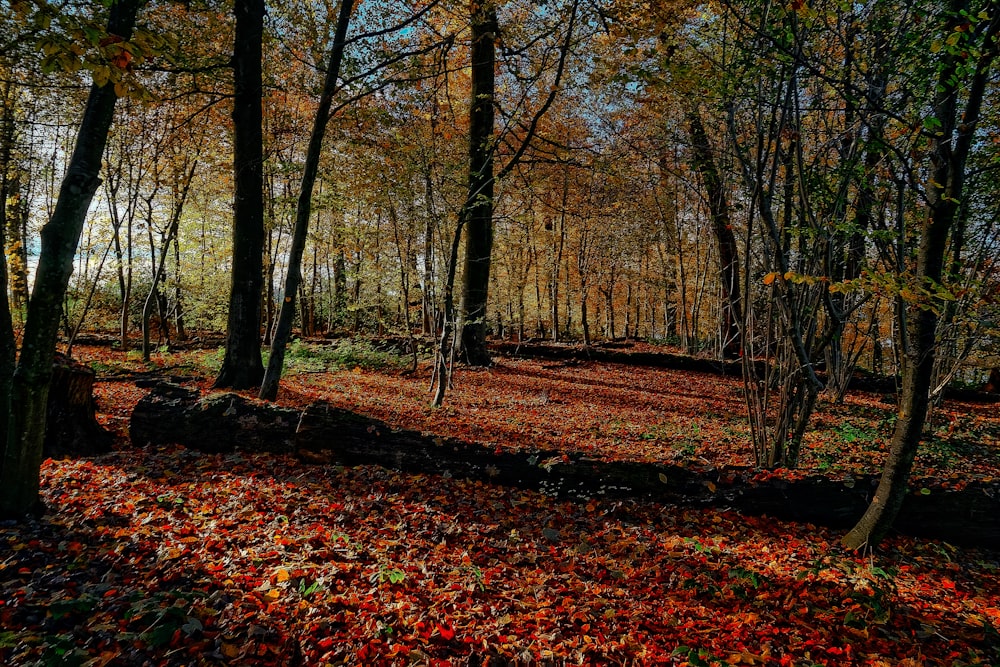 arbres bruns avec des feuilles séchées sur le sol pendant la journée
