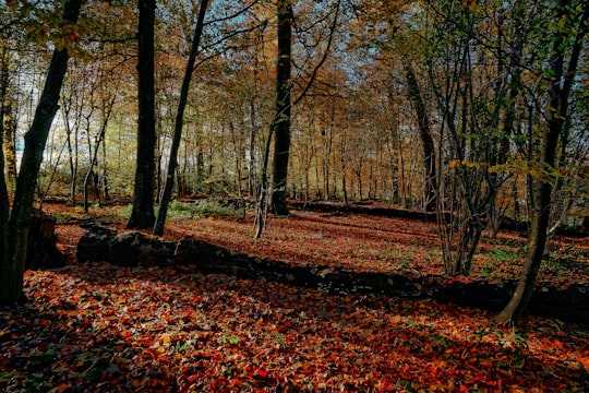photo of Horgen Forest near Klingnauer Stausee