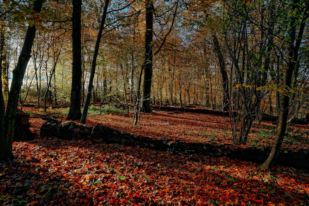 brown trees with dried leaves on ground during daytime