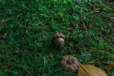 Close-up of fresh green pastures with acorns and natural feed in the Vall d’en Bas.