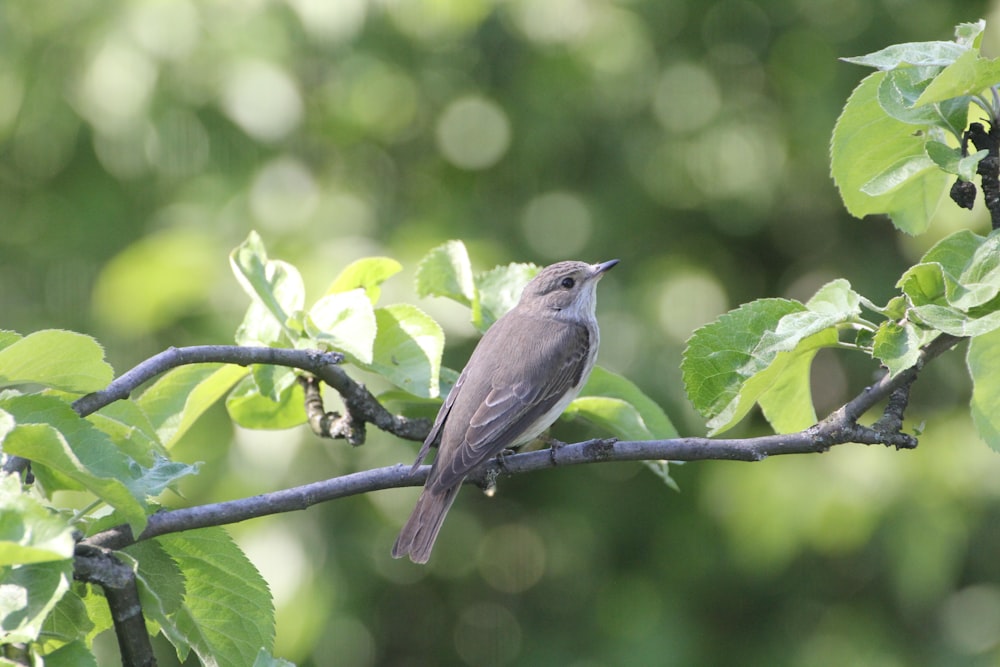 selective focus photography of bird perch on tree branch