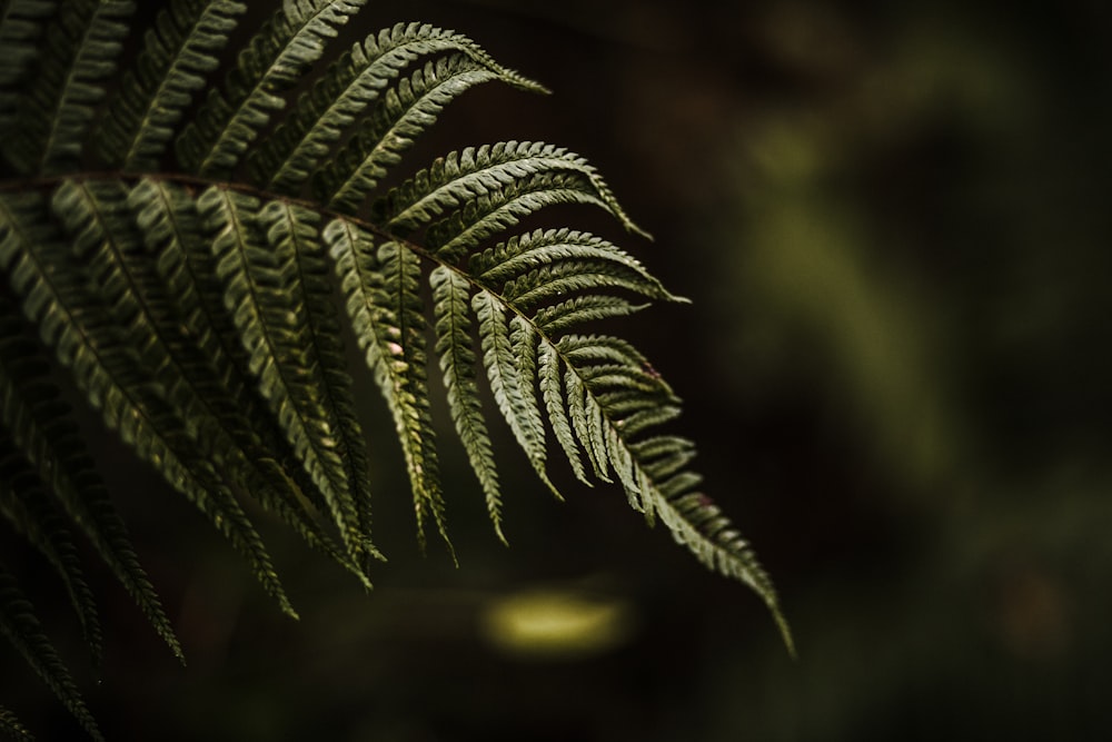 photo of green Fern plant leaf