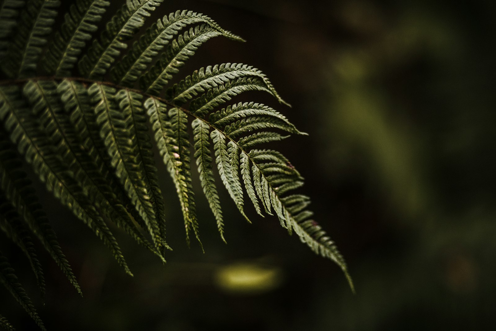 Canon EOS 5D Mark II + Canon EF 85mm F1.8 USM sample photo. Photo of green fern photography