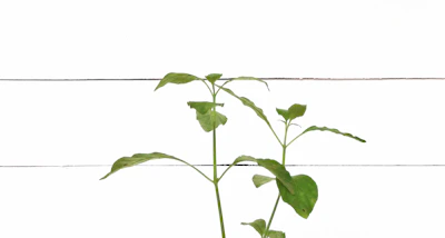 Simple line art of a growing plant symbolizing business growth on white background.