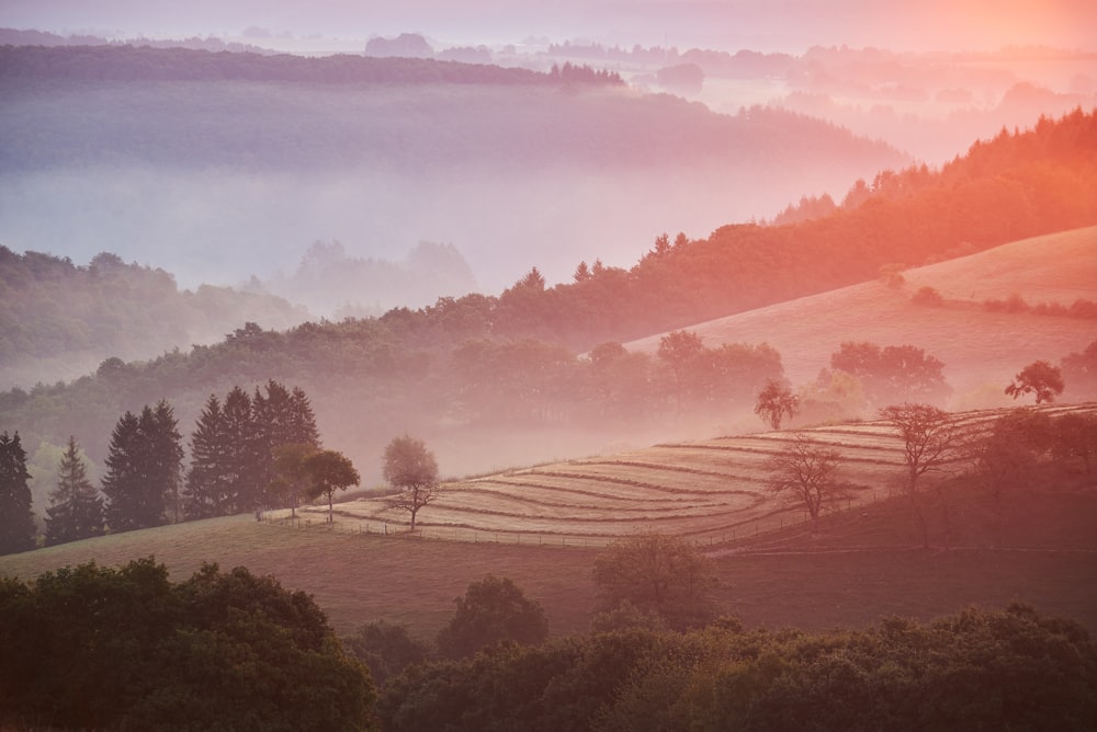 árvores de folhas verdes na montanha