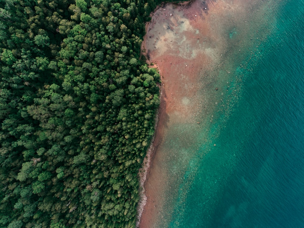 aerial photography of seashore and tree