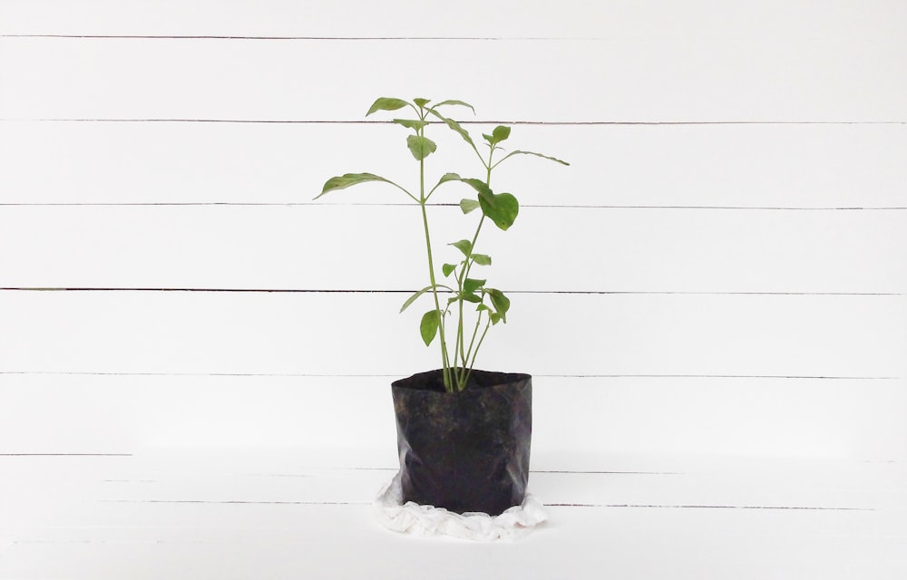 green leaf plant in pot